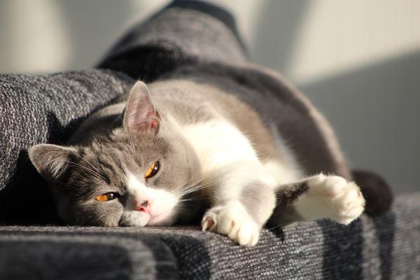 Découvrez pourquoi votre chat adore prendre des bains soleil
