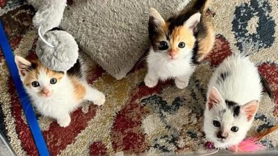 Des chatons orphelins débarquent dans la maison grâce au chien de la famille