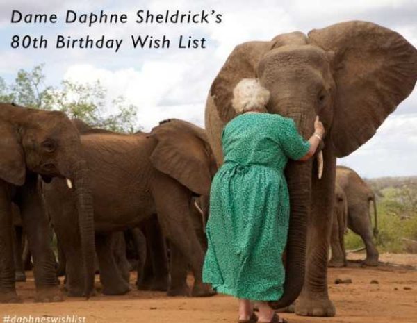 Des éléphants orphelins à cause de braconniers embrassent celle qui les a sauvés