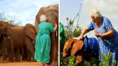 Des éléphants orphelins à cause de braconniers embrassent celle qui les a sauvés