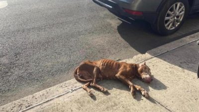 Ils trouvent un chien squelettique dans la rue et sont surpris de voir qu'il respire encore