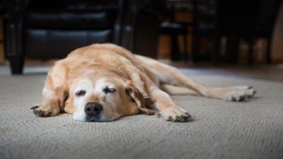 Devez-vous laisser la lumière allumée pour votre chien durant votre absence ?