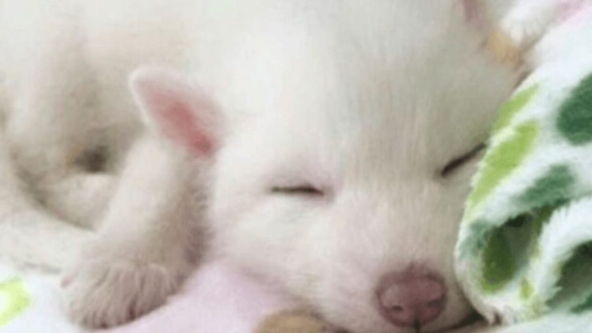 Elle achète un adorable chiot blanc, quand il grandit elle fait une découverte terrifiante