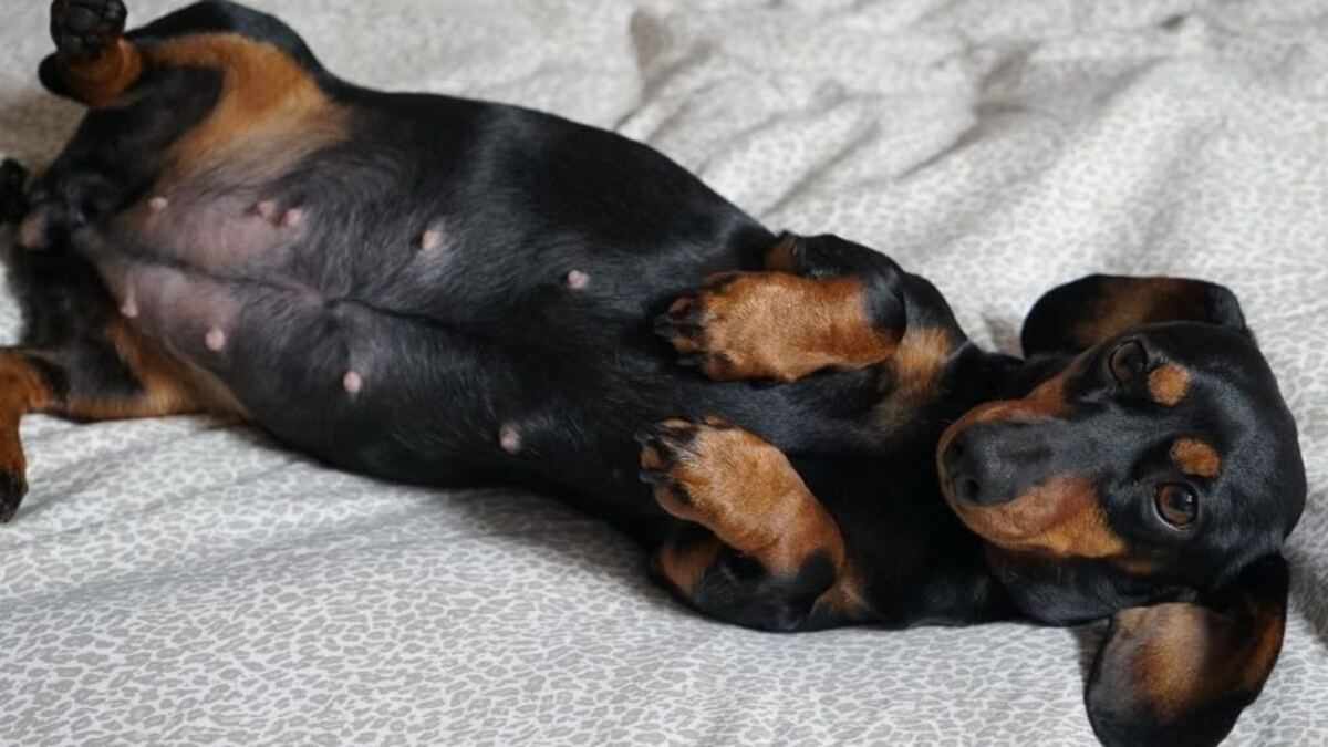 Elle aide sa chienne à accoucher de 10 chiots, le lendemain matin elle reste sans voix