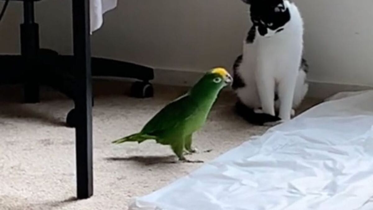 Elle découvre son chat en grande conversation avec son perroquet, la Toile hilare