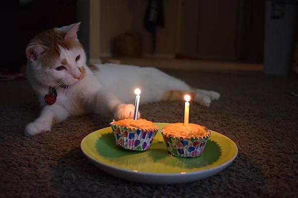 Est-il important de préparer un gâteau pour l'anniversaire de votre animal de compagnie ?