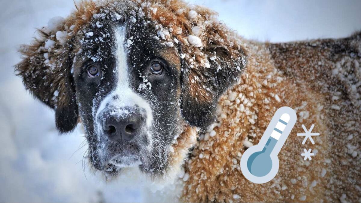 Froid polaire prévu en France les meilleurs conseils pour protéger vos animaux et plantes