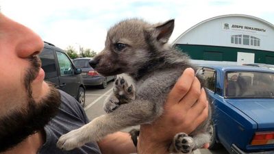 Il élève un chiot, 6 mois après, le vétérinaire lui annonce une nouvelle effrayante