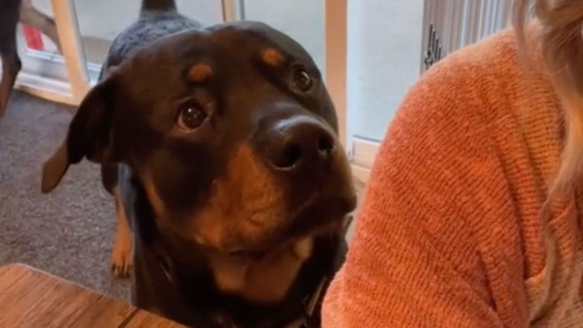 Il est l’heure de la promenade, ce Rottweiler a sa façon bien à lui de le rappeler à son maître