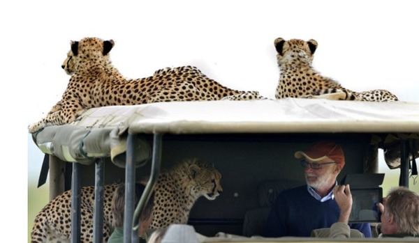 Il monte dans un véhicule de safari et se retrouve face à un guépard sauvage