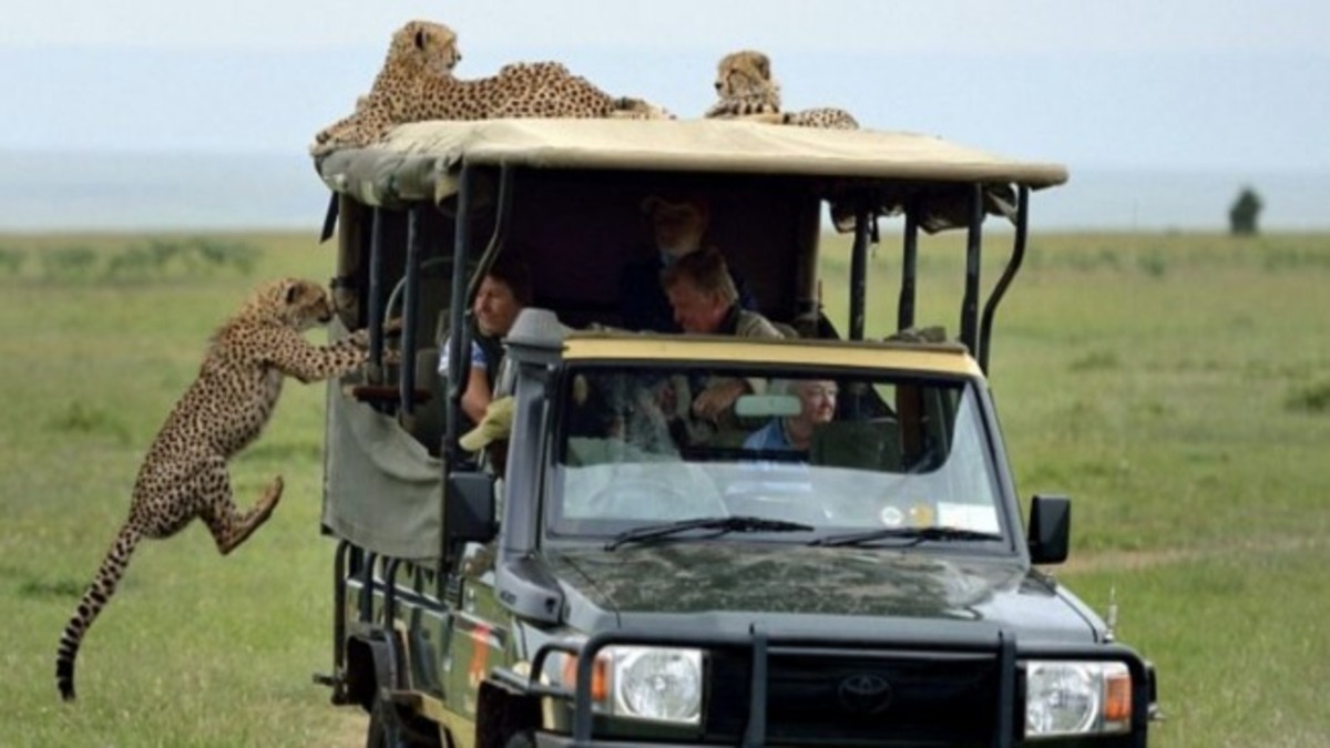Il monte dans un véhicule de safari et se retrouve face à un guépard sauvage