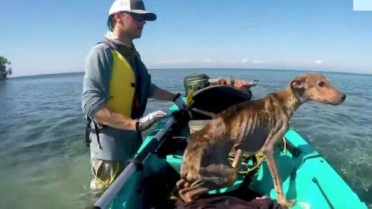 Il part en voyage sur une île de rêve et trouve un chien affamé, sa vie va basculer