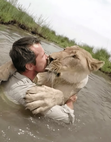 Il retrouve 2 lionceaux qu’il a sauvés il y a 7 ans, des retrouvailles émouvantes