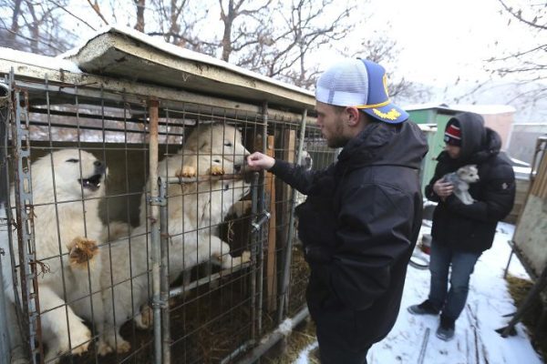 Il sauve 90 chiens d’un élevage de chiens destinés à la consommation en Corée