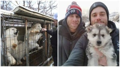 Il sauve 90 chiens d’un élevage de chiens destinés à la consommation en Corée