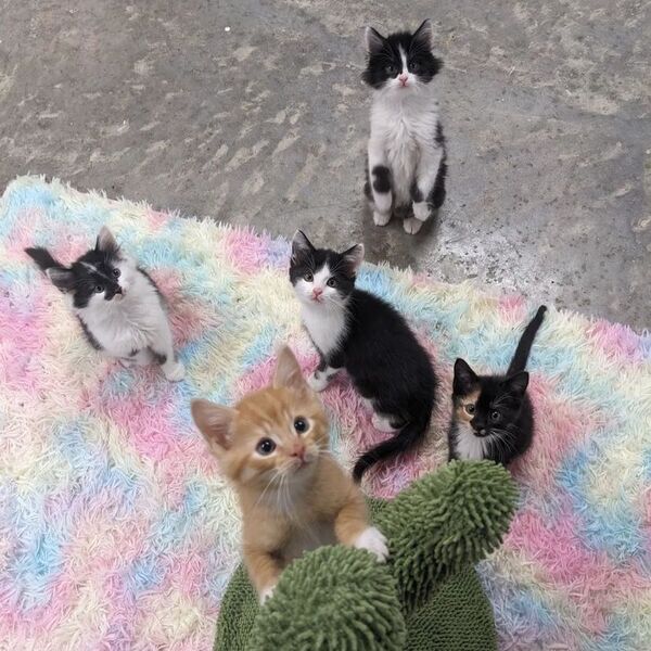 Il trouve 5 chatons orphelins dans la rue, leur vie va basculer pour toujours