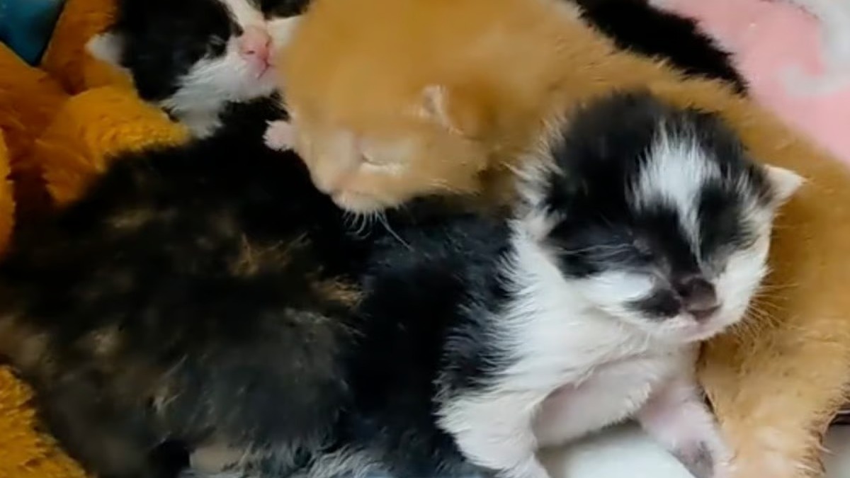 Il trouve 5 chatons orphelins dans la rue, leur vie va basculer pour toujours