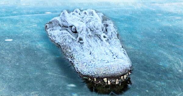 Il trouve un crocodile piégé dans la glace, il le sauve et fait une découverte incroyable
