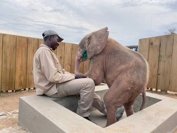 Ils découvrent un éléphant albinos pris dans un piège de braconnier, sa vie va basculer