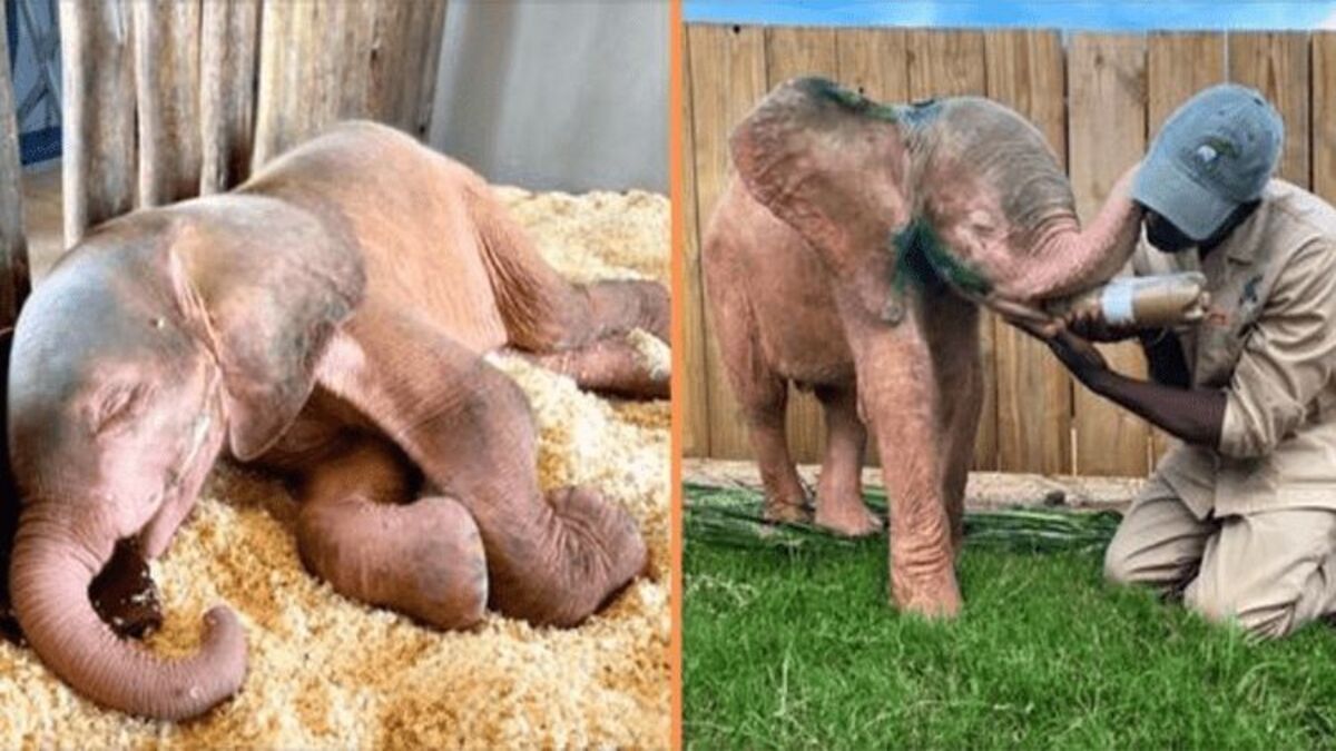 Ils découvrent un éléphant albinos pris dans un piège de braconnier, sa vie va basculer