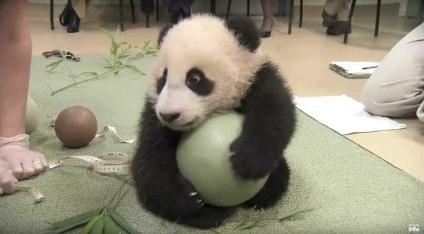 Ils essaient de prendre le ballon de ce bébé panda, sa réaction est hilarante