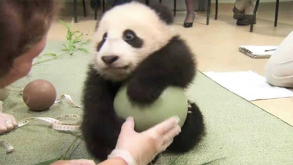 Ils essaient de prendre le ballon de ce bébé panda, sa réaction est hilarante