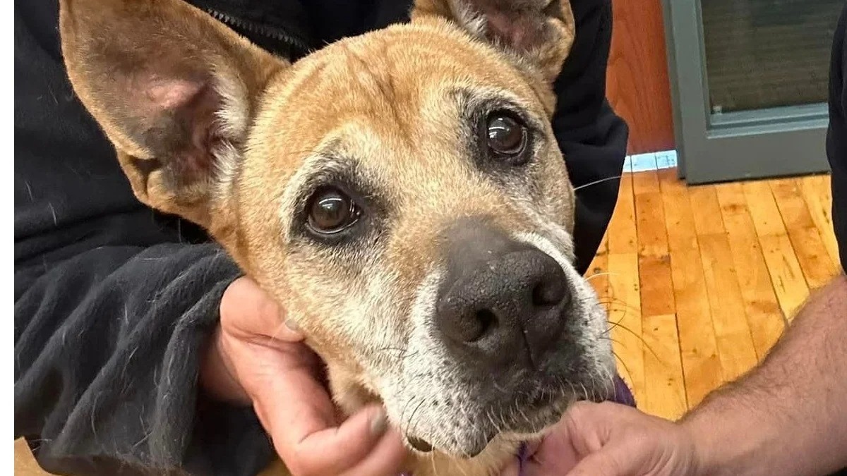 La caserne de pompiers devient un foyer d'accueil pour un chien aspirant à un nouveau départ