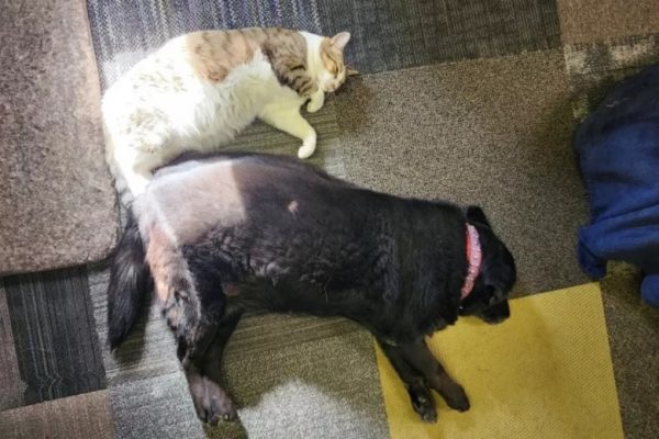 La fondatrice d'un refuge pour chats n'hésite pas à venir en aide à un chien âgé abandonné