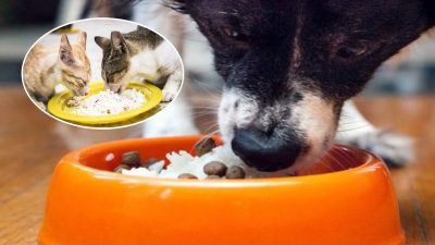 La raison pour laquelle ne devriez jamais donner de riz à un chien ou à un chat