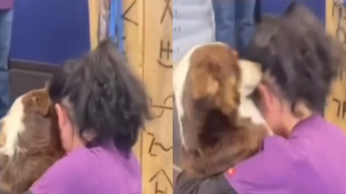 La réaction bouleversante d'un chien perdu qui retrouve son maître !