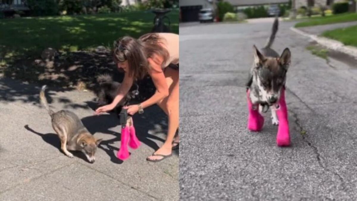 La réaction émouvante d'un chien qui marche pour la 1re fois avec ses nouvelles prothèses