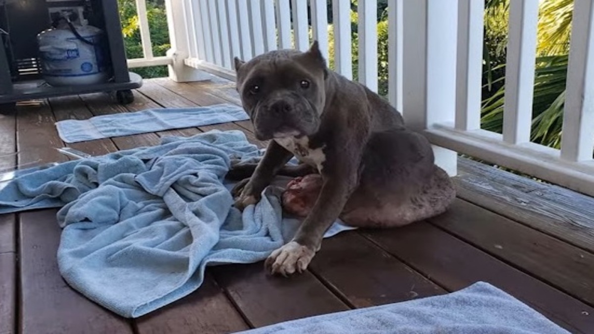 Le combat d'une chienne errante contre une énorme tumeur, un miracle va se produire