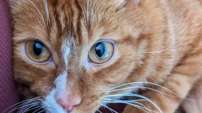 Le combat inspirant d'un chat déterminé à mener une vie heureuse malgré son handicap