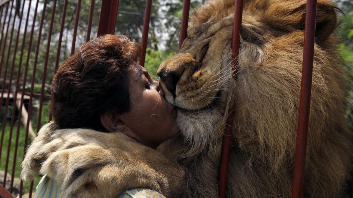 L'émouvant câlin d'un lion avec la femme qui l'a sauvé d'un cirque avant de mourir