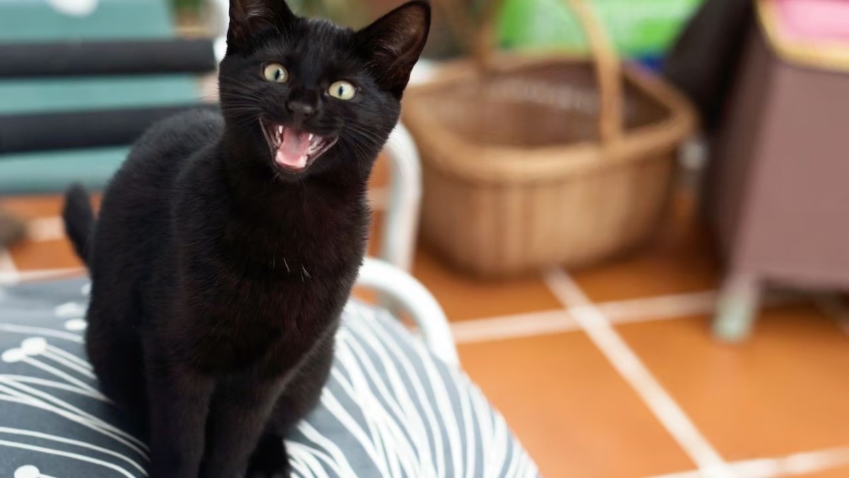 Les 5 comportements d'un chat lorsqu'il ressent la mort selon un médium