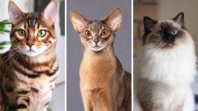 Les 5 races de chats les plus intelligentes, fidèles et affectueuses