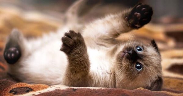 Les 5 races de chats les plus intelligentes, fidèles et affectueuses