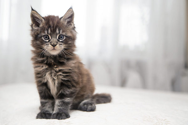 Les 5 races de chats les plus intelligentes, fidèles et affectueuses