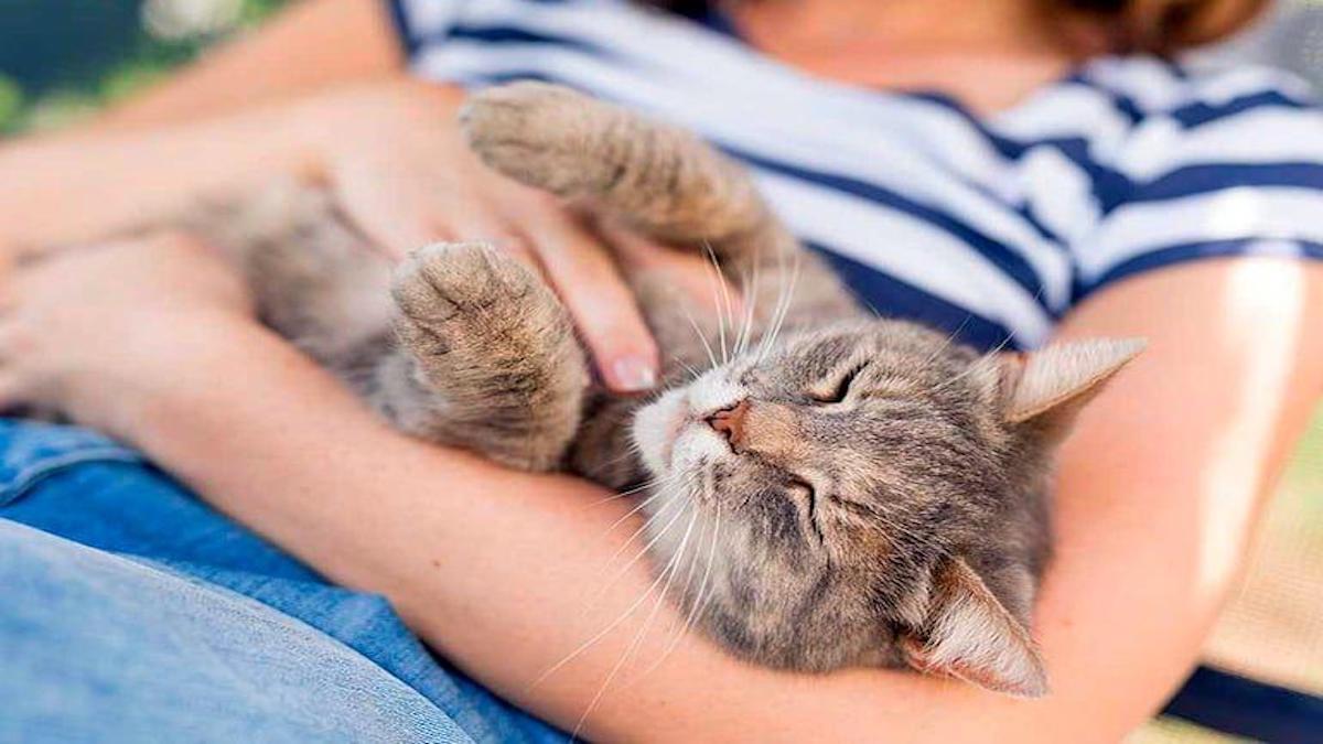 Les chats peuvent détecter que vous êtes enceinte bien avant vous