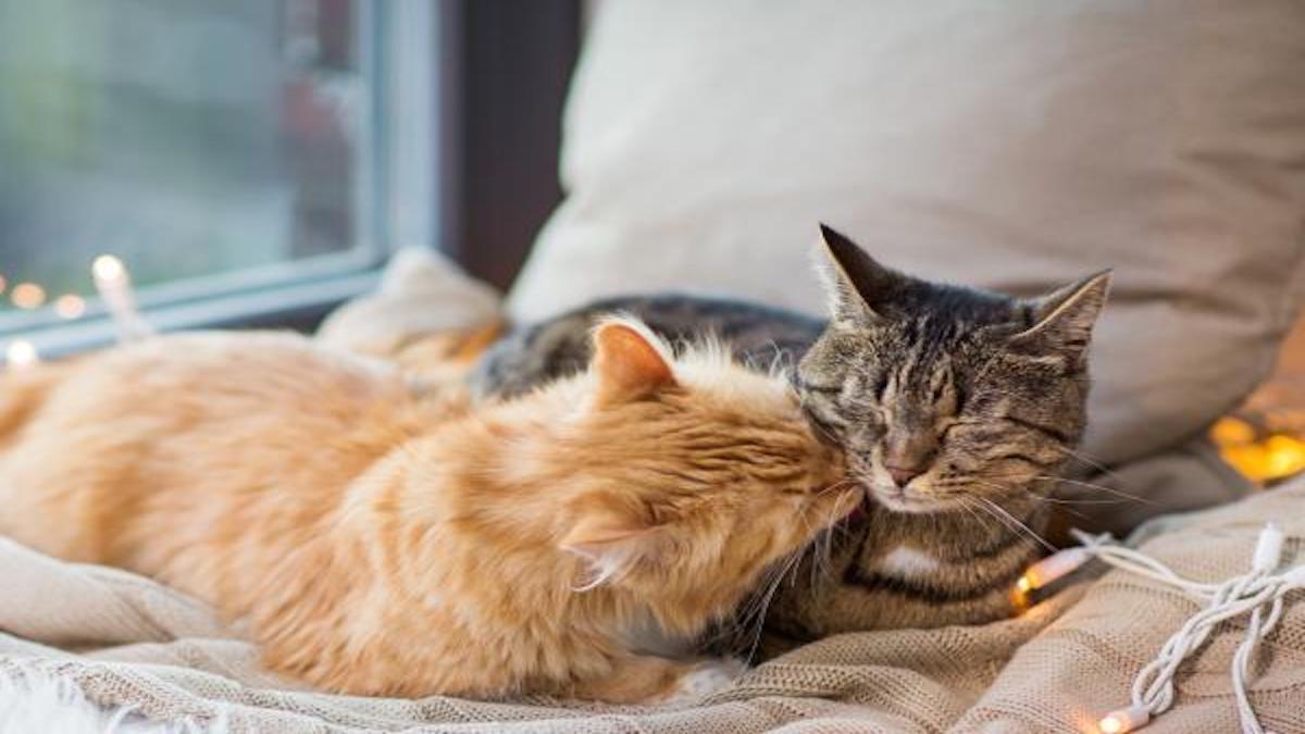 Les chats se sentent-ils seuls sans un autre à la maison ?