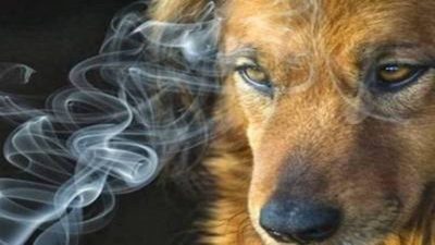 Les dangers de la fumée de cigarette sur les poumons des chiens