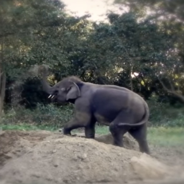 Les éléphants réagissent émotionnellement lorsqu'ils sont libérés de leurs chaînes