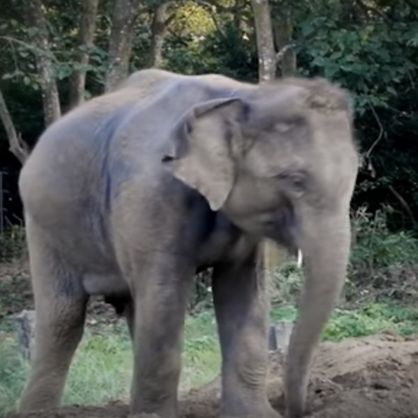 Les éléphants réagissent émotionnellement lorsqu'ils sont libérés de leurs chaînes
