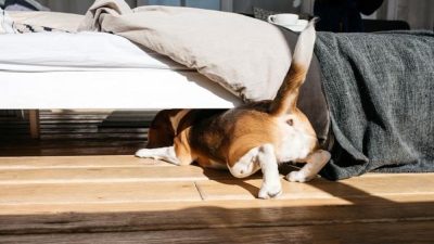 Les raisons instinctives et comportementales qui expliquent pourquoi les chiens adorent se cacher sous le lit.