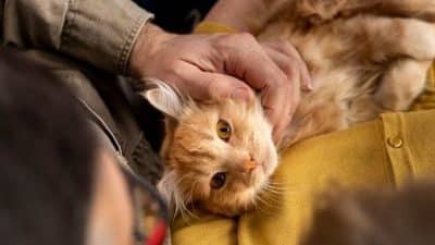 L'incroyable raison pour laquelle les chats pétrissent votre ventre