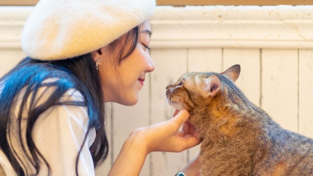 Lorsqu'un chat vous choisit, il vous montre ces 5 signes d'affection !