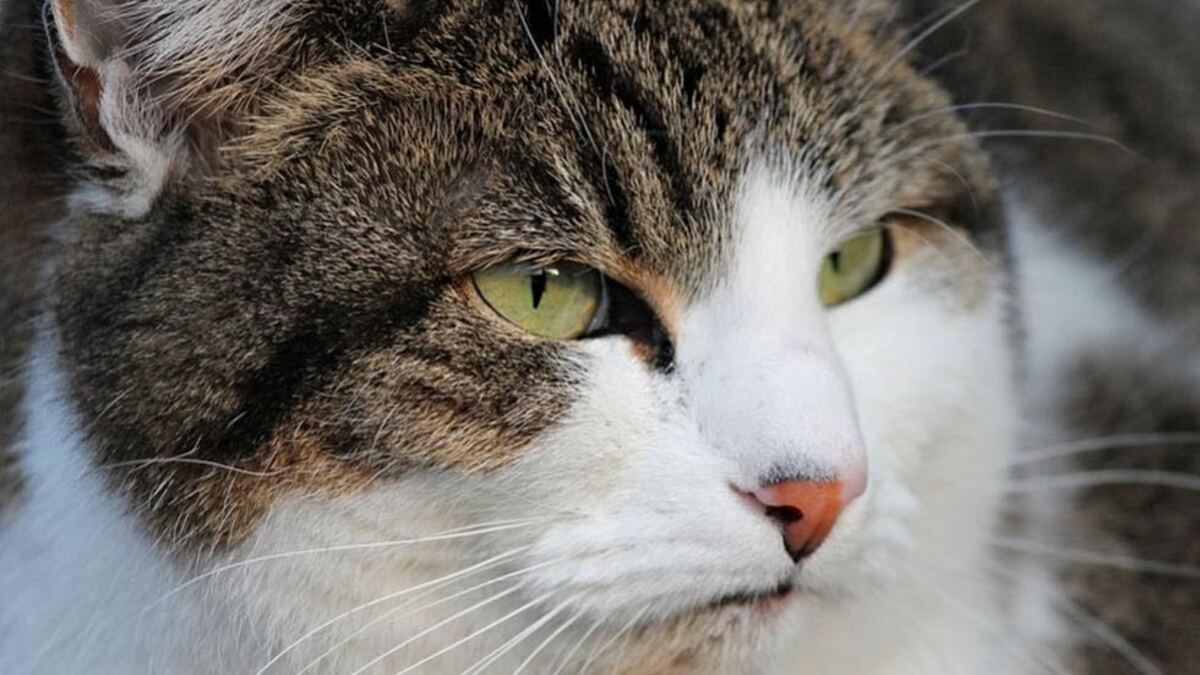 Ce chat voit que sa maîtresse préfère danser plutôt que de lui porter attention, sa réaction hilarante