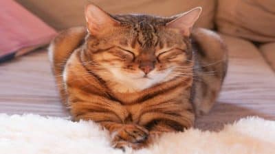 Pourquoi les chats ferment-ils lentement les yeux lorsqu'ils regardent leur maître ?