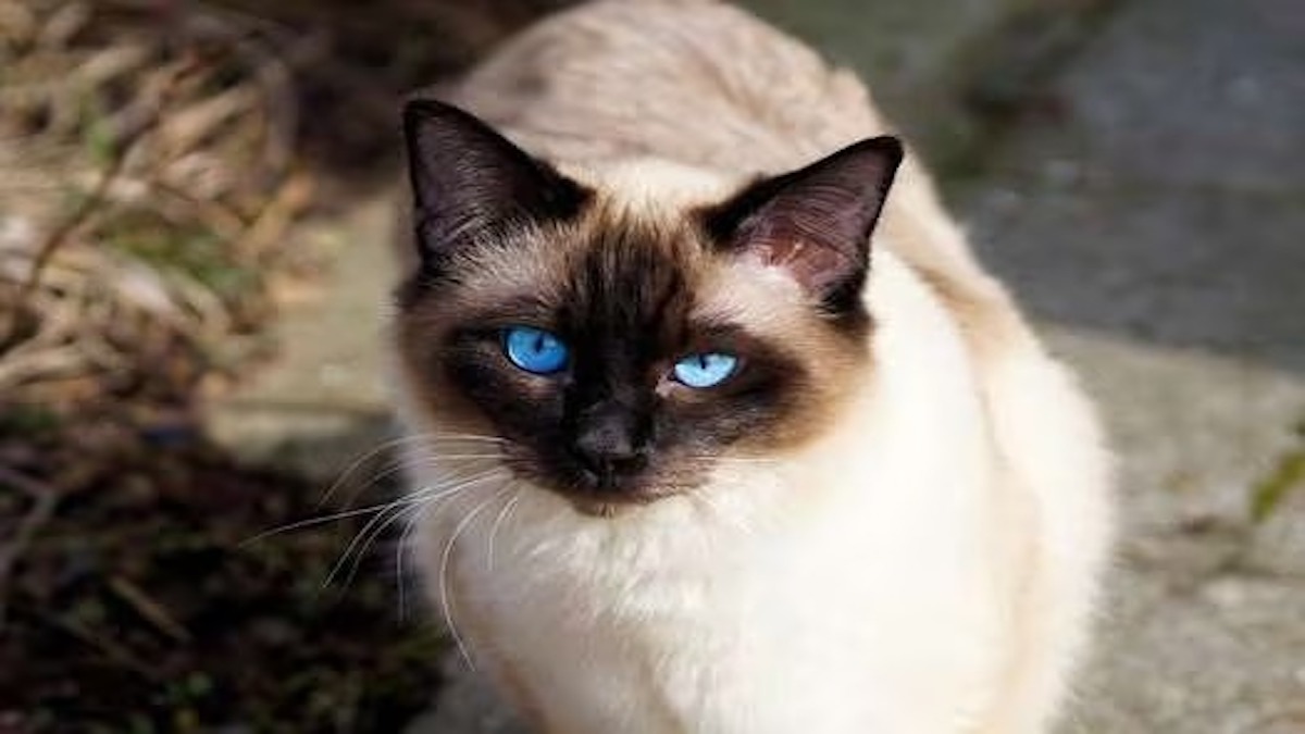 Pourquoi les chats siamois changent-ils de couleur et qu'est-ce que cela signifie ?