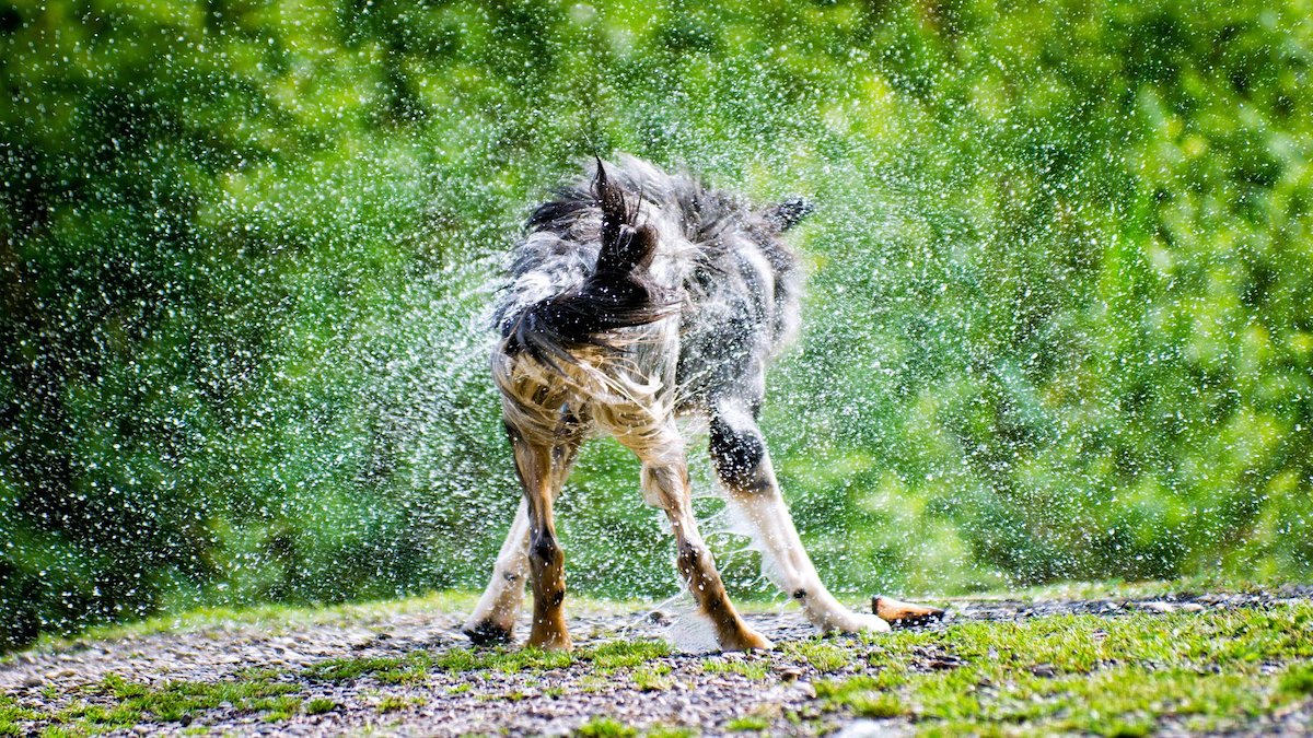 Pourquoi les chiens courent-ils comme des fous après le bain ?